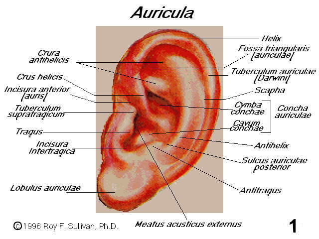 AURICULA (49k)